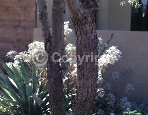 Lavender blooms; Evergreen; North American Native