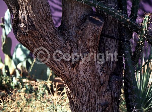 Lavender blooms; Evergreen; North American Native