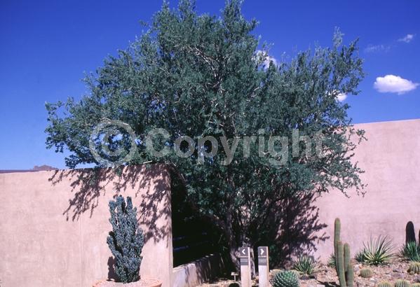 Lavender blooms; Evergreen; North American Native
