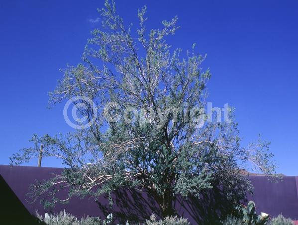 Lavender blooms; Evergreen; North American Native
