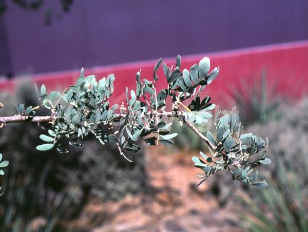 Lavender blooms; Evergreen; North American Native