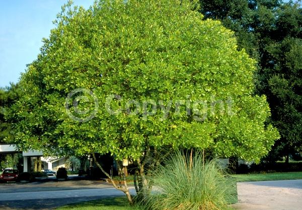 White blooms; Evergreen; North American Native