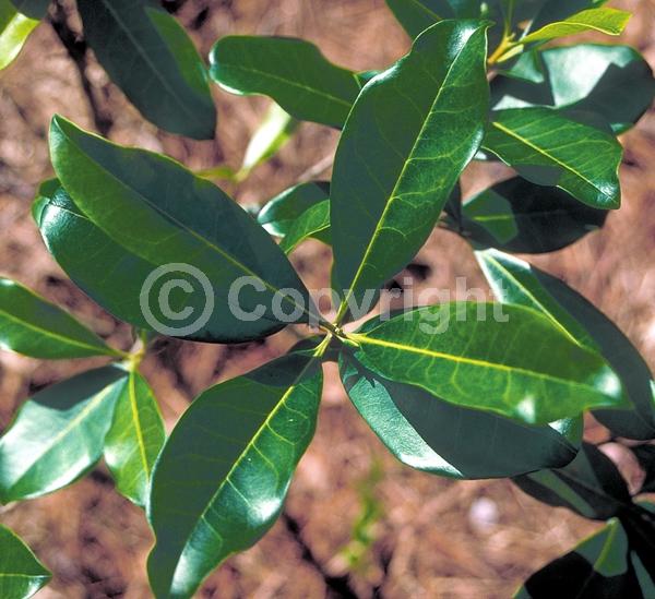 White blooms; Evergreen; North American Native