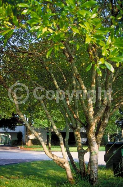 White blooms; Evergreen; North American Native