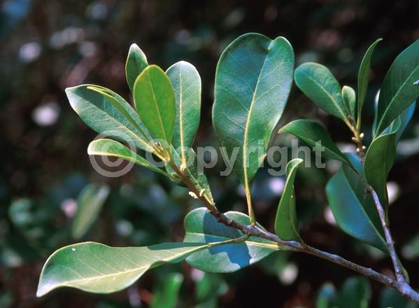 White blooms; Evergreen; North American Native