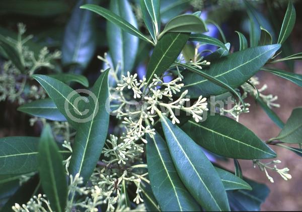White blooms; Evergreen; North American Native