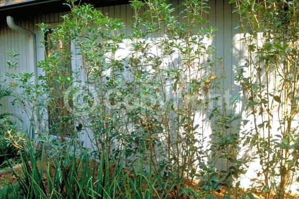 White blooms; Evergreen; Needles or needle-like leaf