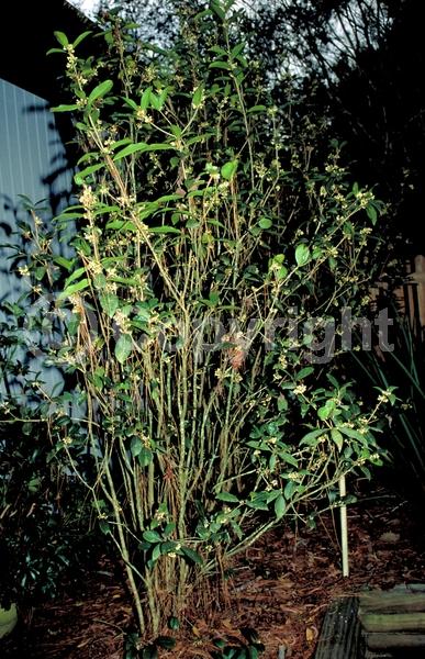White blooms; Evergreen; Needles or needle-like leaf