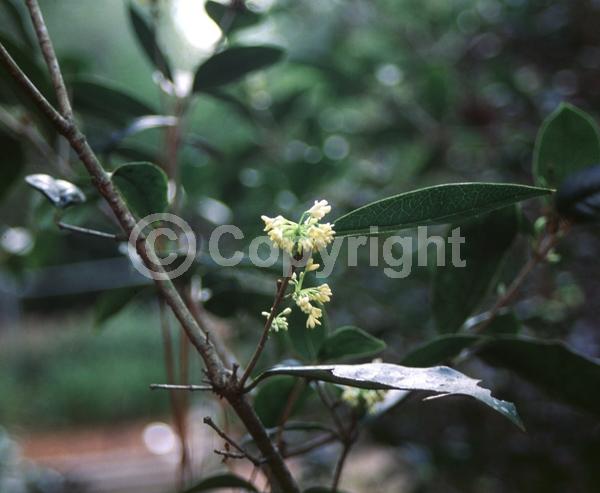 White blooms; Evergreen; Needles or needle-like leaf