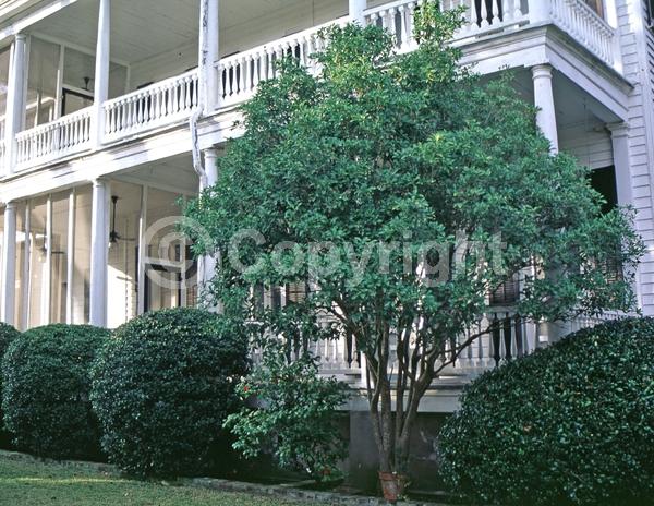 White blooms; Evergreen; Needles or needle-like leaf