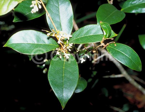 White blooms; Evergreen; Needles or needle-like leaf