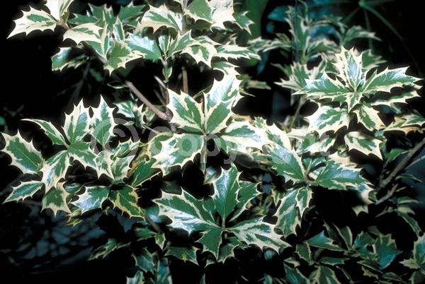 White blooms; Evergreen; Needles or needle-like leaf