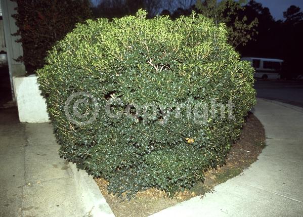 White blooms; Evergreen