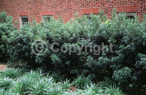 White blooms; Evergreen