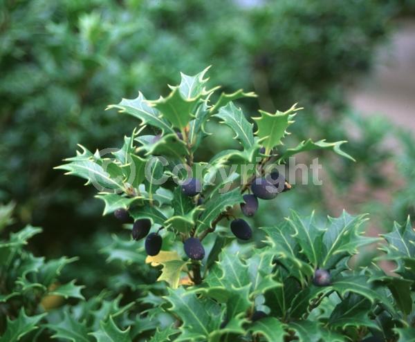 White blooms; Evergreen