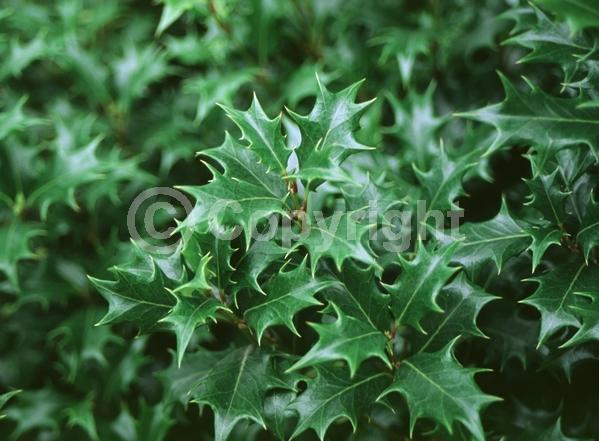 White blooms; Evergreen