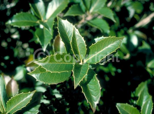 White blooms; Evergreen