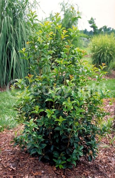 White blooms; Evergreen; Needles or needle-like leaf