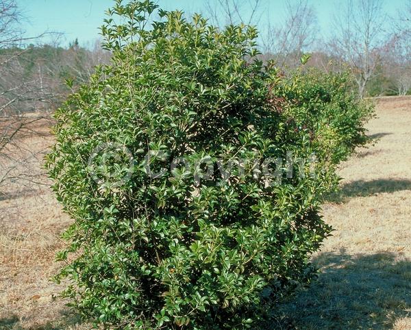 White blooms; Evergreen; Needles or needle-like leaf