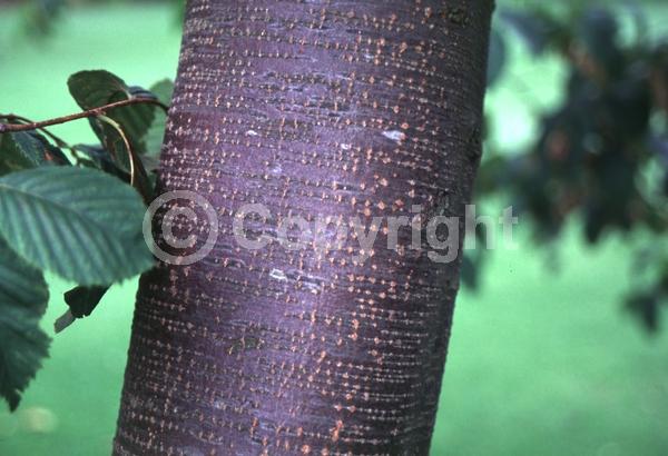 Green blooms; Brown blooms; Deciduous; Broadleaf