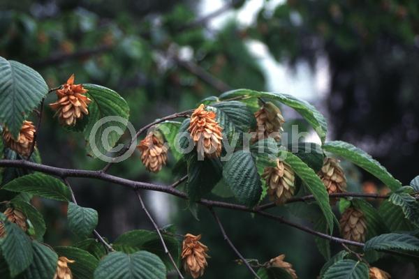 Green blooms; Brown blooms; Deciduous; Broadleaf