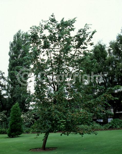 Green blooms; Brown blooms; Deciduous; Broadleaf