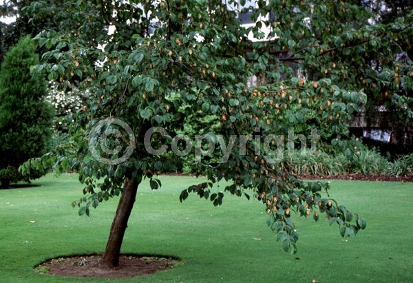 Green blooms; Brown blooms; Deciduous; Broadleaf