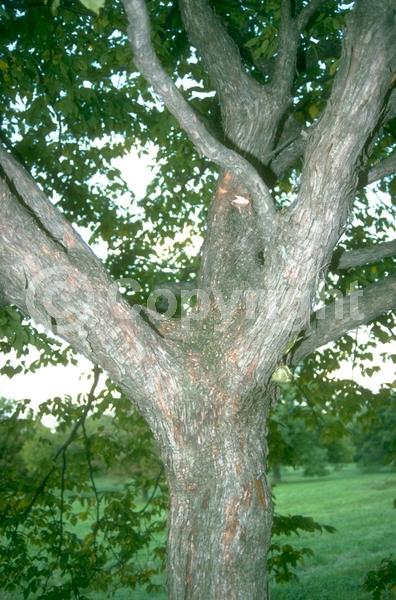 Green blooms; Brown blooms; Deciduous; Broadleaf; North American Native