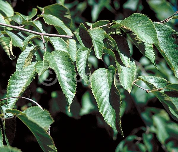 Green blooms; Brown blooms; Deciduous; Broadleaf; North American Native