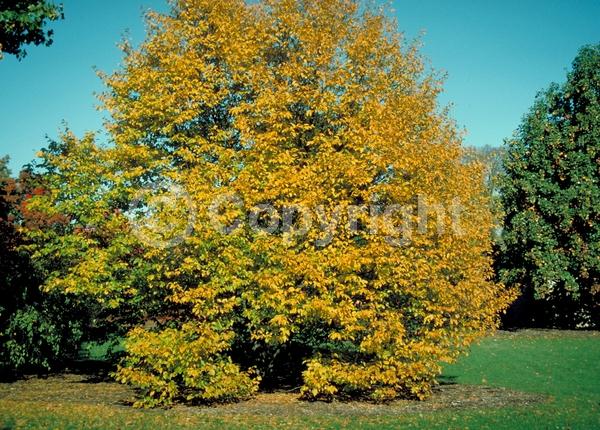 Green blooms; Brown blooms; Deciduous; Broadleaf; North American Native
