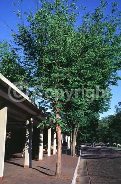 Green blooms; Brown blooms; Deciduous; Broadleaf; North American Native