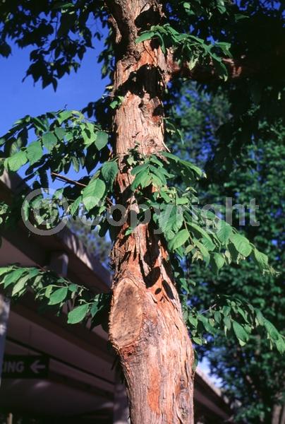 Green blooms; Brown blooms; Deciduous; Broadleaf; North American Native