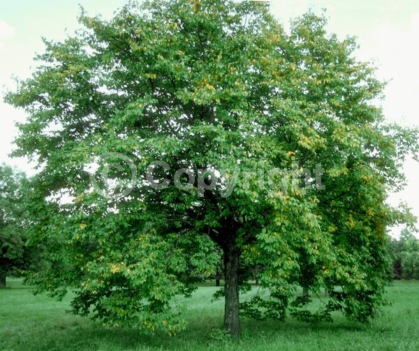 Green blooms; Brown blooms; Deciduous; Broadleaf; North American Native