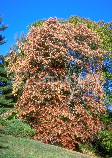 White blooms; Deciduous; Broadleaf; North American Native