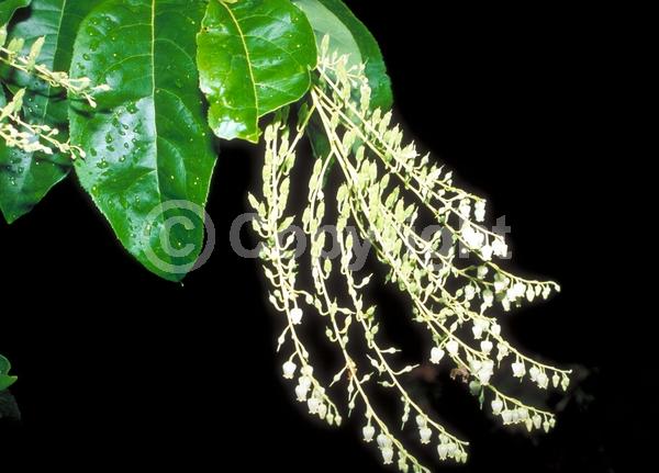White blooms; Deciduous; Broadleaf; North American Native