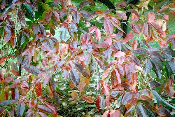 White blooms; Deciduous; Broadleaf; North American Native