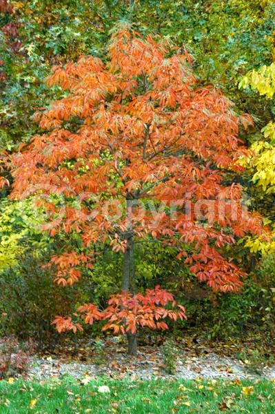 White blooms; Deciduous; Broadleaf; North American Native