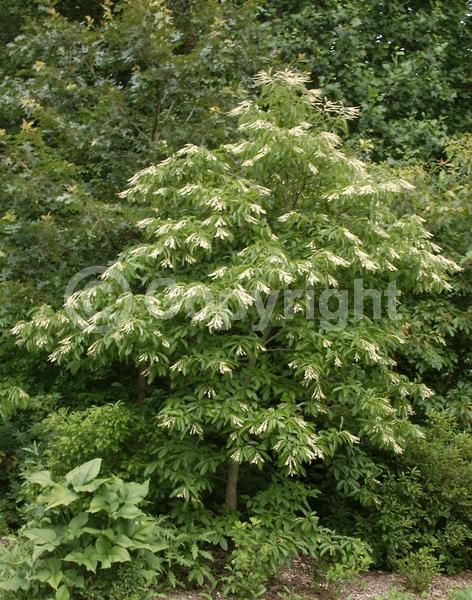 White blooms; Deciduous; Broadleaf; North American Native