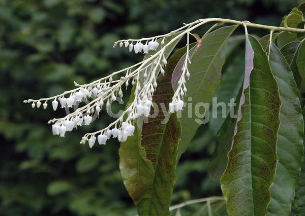 White blooms; Deciduous; Broadleaf; North American Native