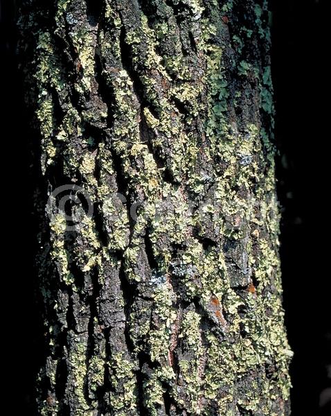 White blooms; Deciduous; Broadleaf; North American Native