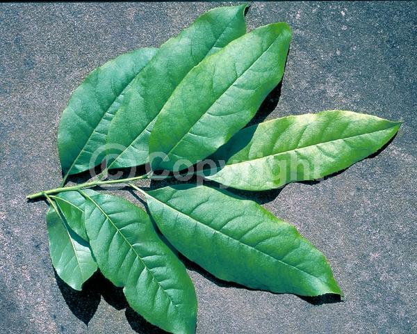 White blooms; Deciduous; Broadleaf; North American Native