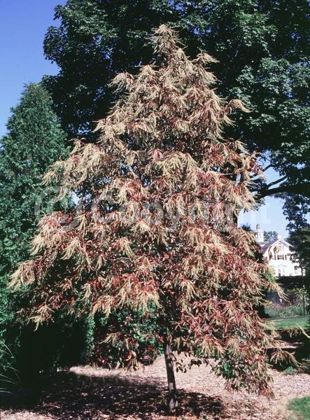White blooms; Deciduous; Broadleaf; North American Native
