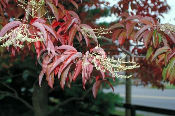 White blooms; Deciduous; Broadleaf; North American Native