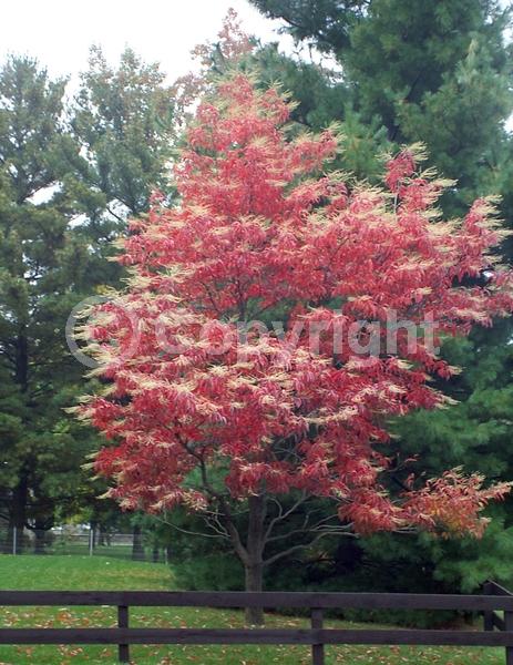 White blooms; Deciduous; Broadleaf; North American Native