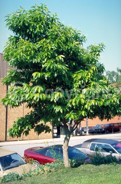 White blooms; Deciduous; Broadleaf; North American Native