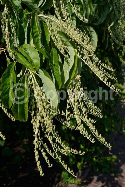 White blooms; Deciduous; Broadleaf; North American Native