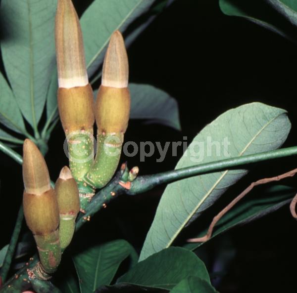 White blooms; Evergreen; North American Native