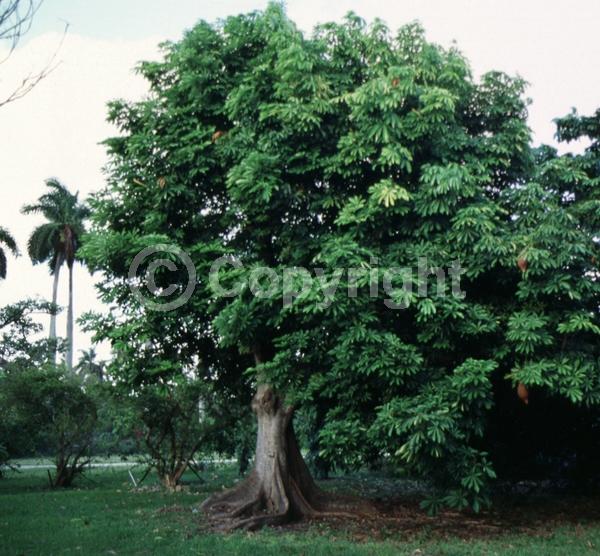 White blooms; Evergreen; North American Native