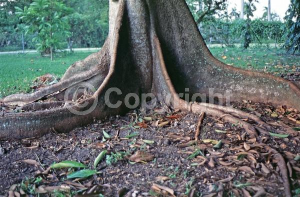 White blooms; Evergreen; North American Native