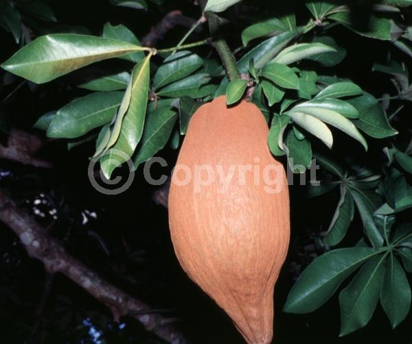 White blooms; Evergreen; North American Native
